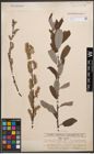 Foto von Salix cinerea L.